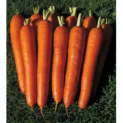 Морква Довга червона 500г (SATIMEX)