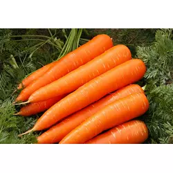 Насіння моркви без серцевини 3 г А