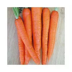 Морква Долянка (SPOJNIA)
