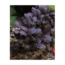 Базилік фіолетовий 10 г СЦ Традиція