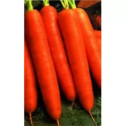 Морква Червоний велетень 0,5 кг (SATIMEX)