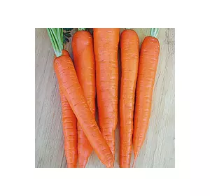 Морква Долянка (SPOJNIA)