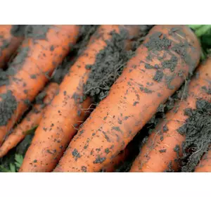 Морква Каротан 1 гр