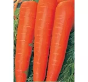 Морква Корал 20 г (Roltico)