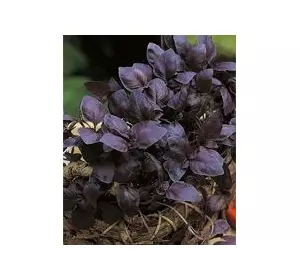 Базилік фіолетовий 10 г СЦ Традиція