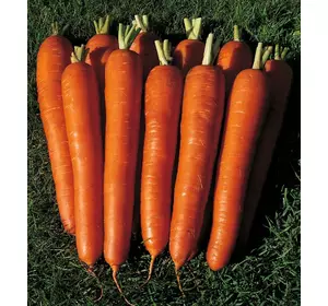 Морква Довга червона 500г (SATIMEX)