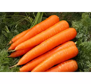 Насіння моркви без серцевини 3 г А