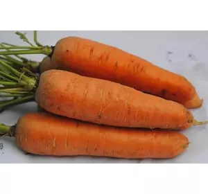 Кормова морква