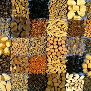 Насіння овочів Насіння овочів