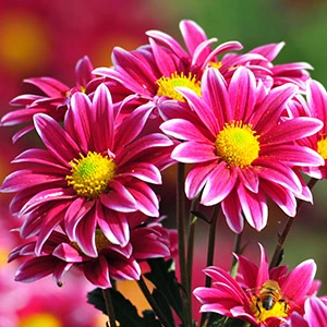 Насіння квітів Насіння квітів