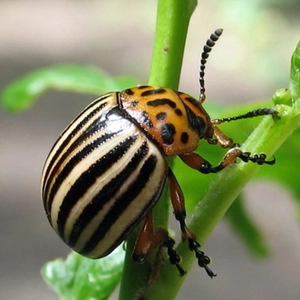 Інсектициди і акарициди Інсектициди і акарициди