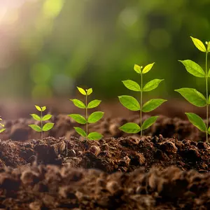 Стимулятори росту Стимулятори росту