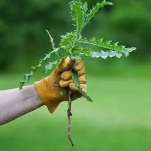 Гербіциди Гербіциди