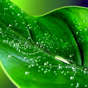 Фунгіциди Фунгіциди