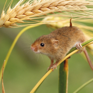 Родентициди Родентициди